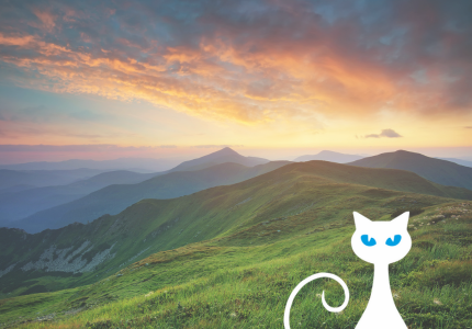 Present Simple: Konstrukcja czasu, jak i kiedy używać?